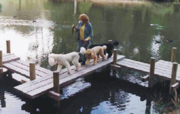 Several have asked to see our DIY dog obstacle course so here it