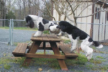 Dog Obstacle Confidence Course, would love to build such a fun