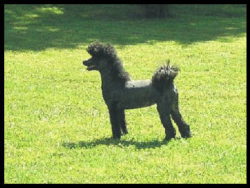 Pony 2024 cut poodle