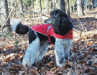 standard poodle jacket